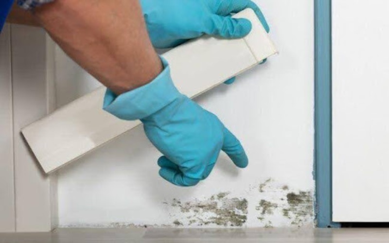 The Importance of Mould Testing Kits in 2025